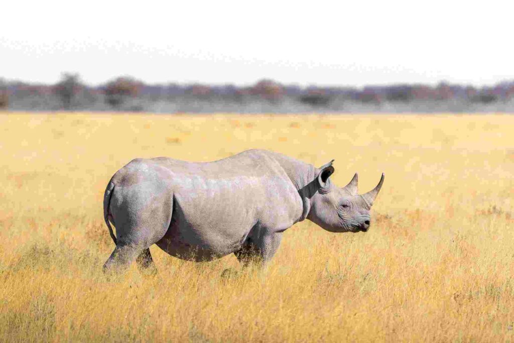 The Imperative Battle to Preserve Africa's Endangered animal species: Vanishing Majesty