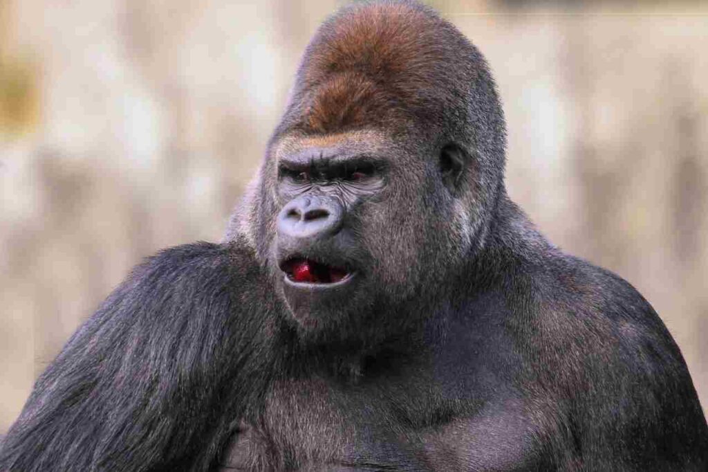 Gorillas: Majestic creatures of the wild.