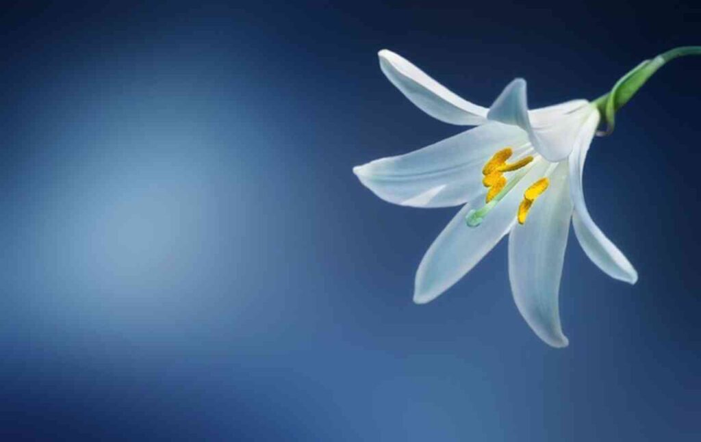 "Post-Flowering Lily Care"
