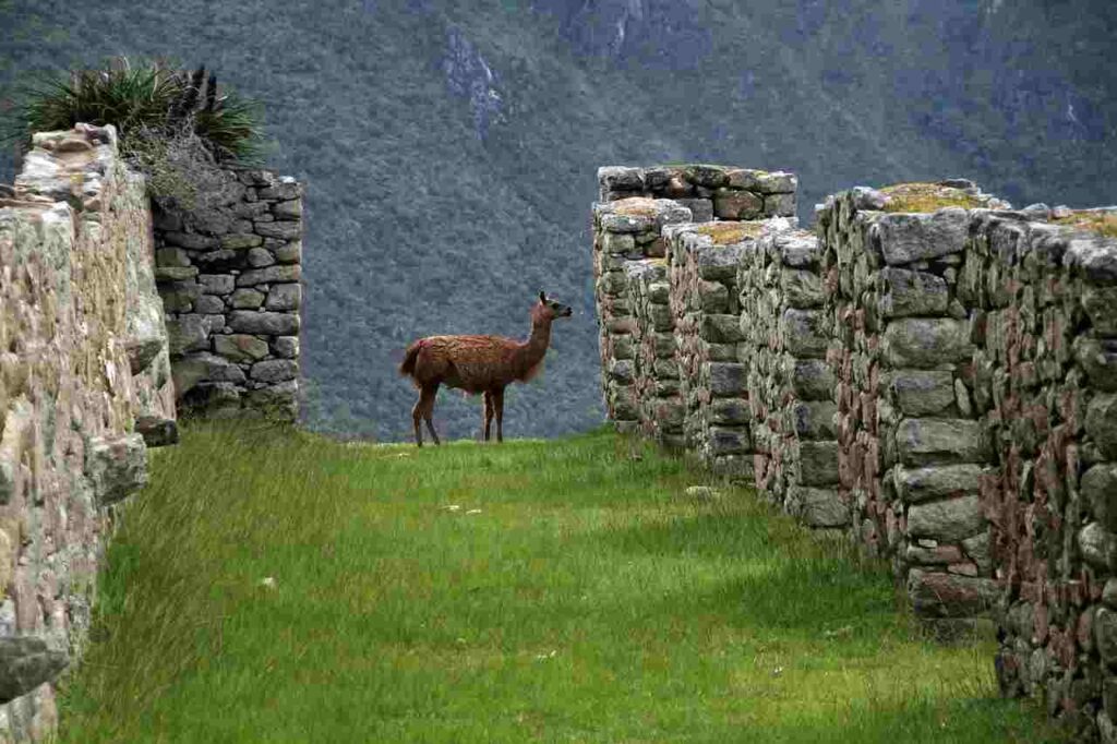 "Machu Picchu, the Lost Inca City."
