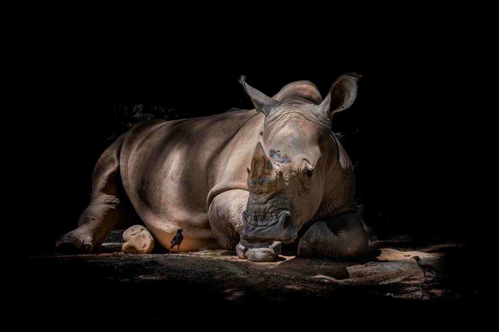 A majestic rhinoceros in its natural habitat.