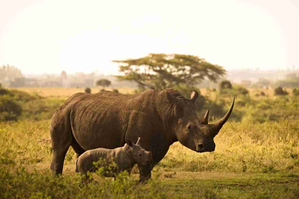 A majestic rhinoceros in its natural habitat.