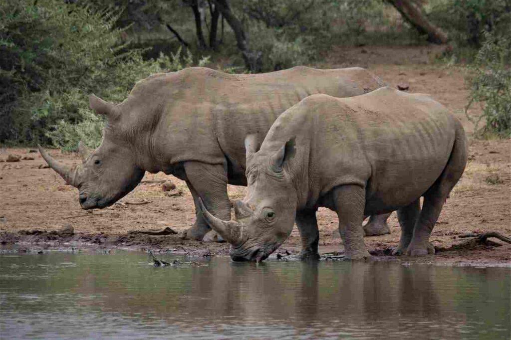A majestic rhinoceros in its natural habitat.