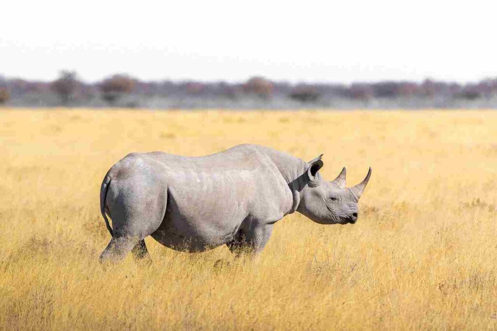 A majestic rhinoceros in its natural habitat.
