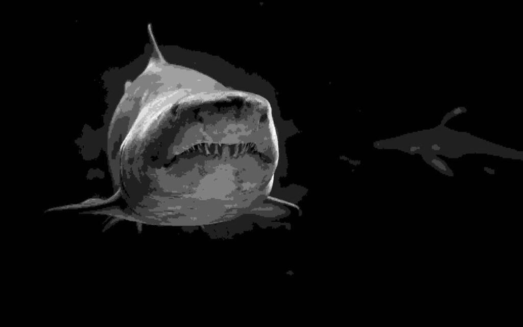 Fossilized Megalodon tooth, a relic of the ancient apex predator.