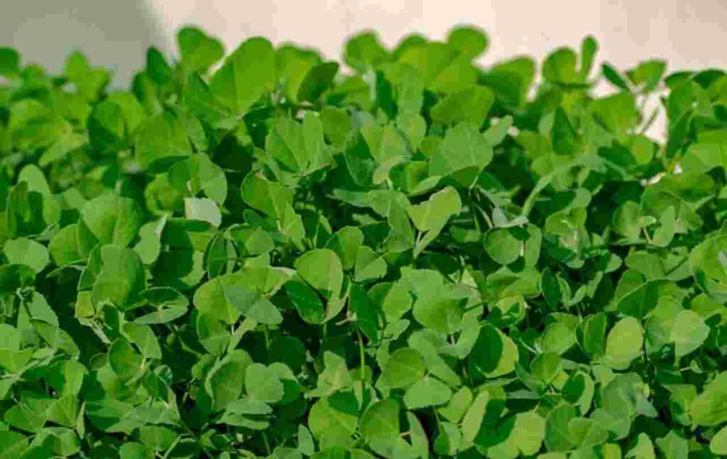 "Methi Water Benefits"