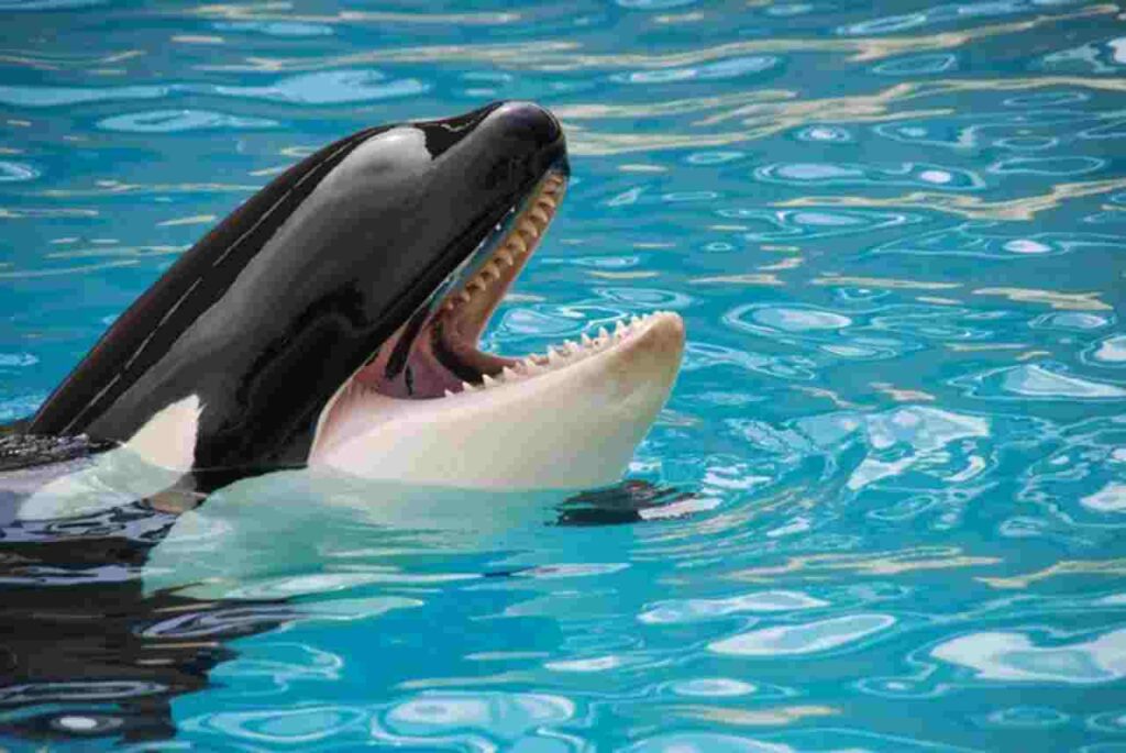 "Majestic Orca swimming in the ocean"