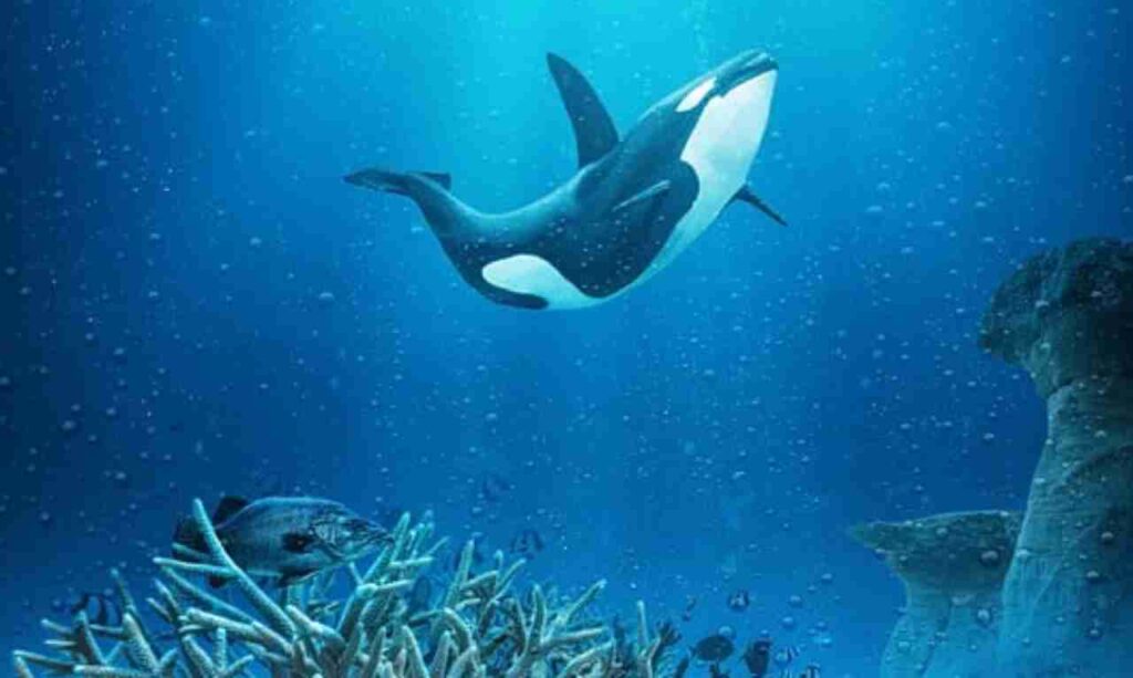 "Majestic Orca swimming in the ocean"