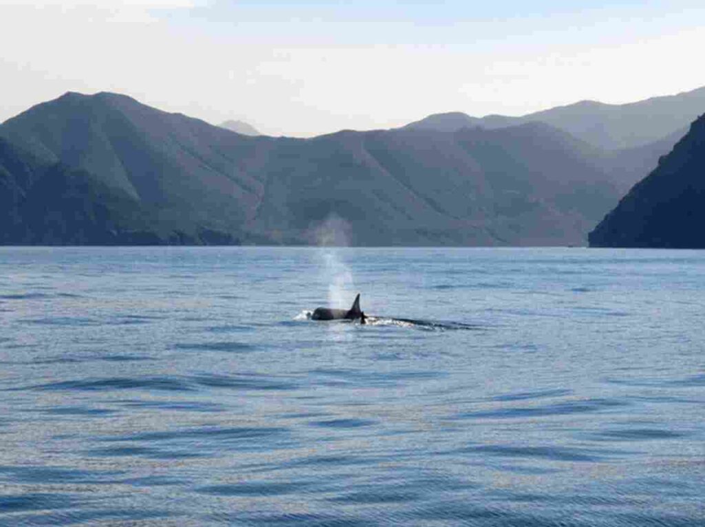 "Majestic Orca swimming in the ocean"