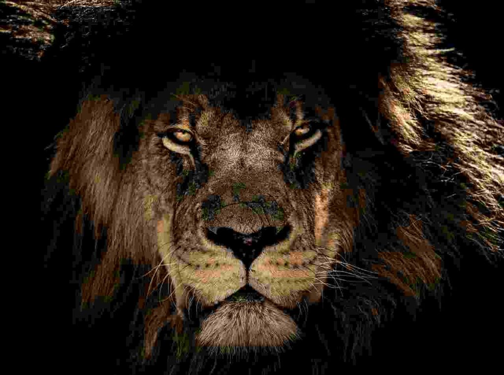 Roaring Royalty: Exploring the Fascinating World of Lions.