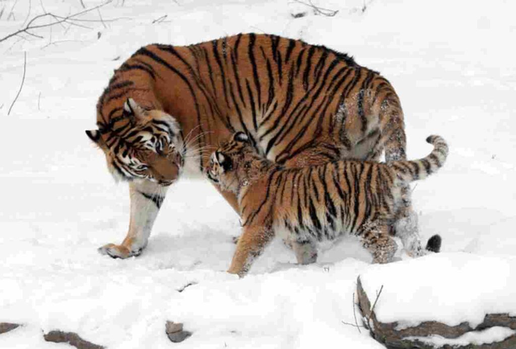 "Siberian Tigers - Majestic big cat"