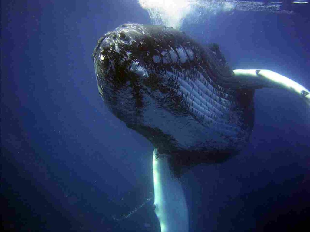 "Humpback whales breaching in the ocean."