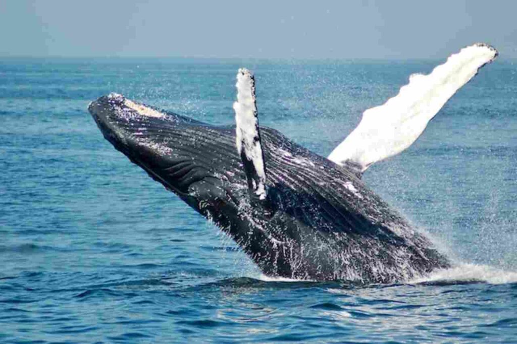 "Humpback whales breaching in the ocean."