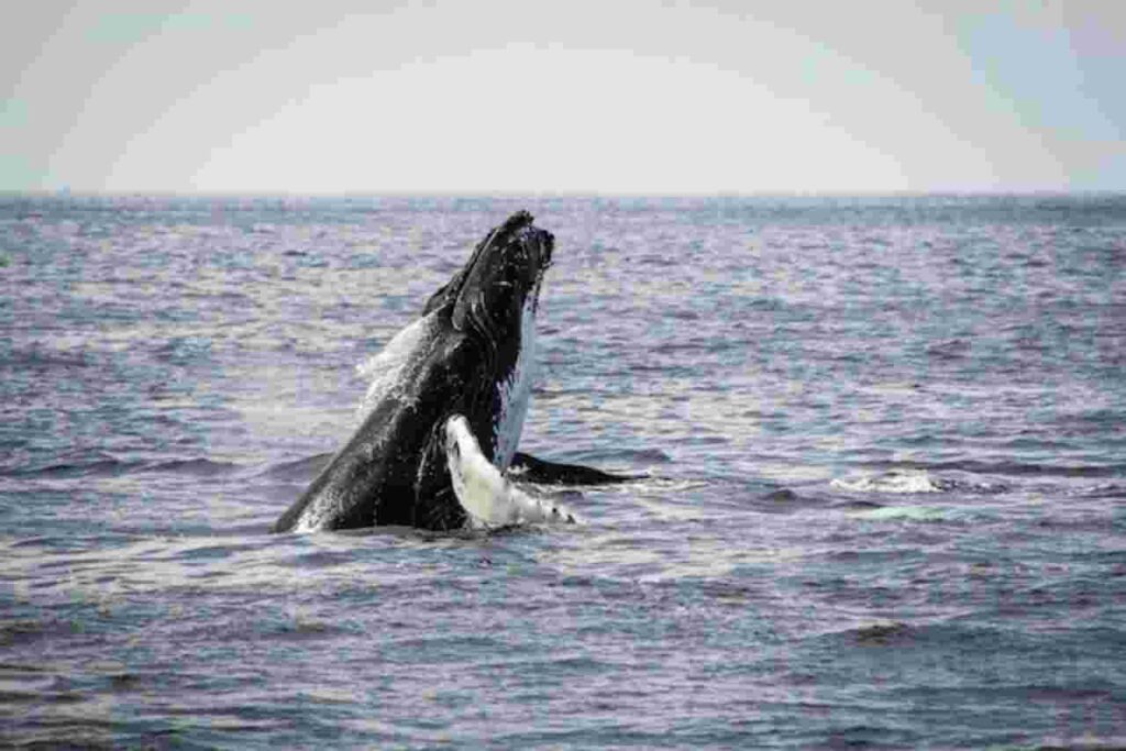 "Humpback whales breaching in the ocean."