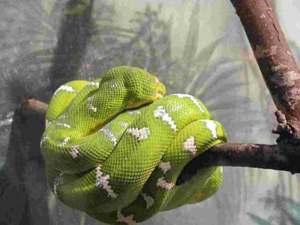 Collage of stunning green animals showcasing nature's beauty."