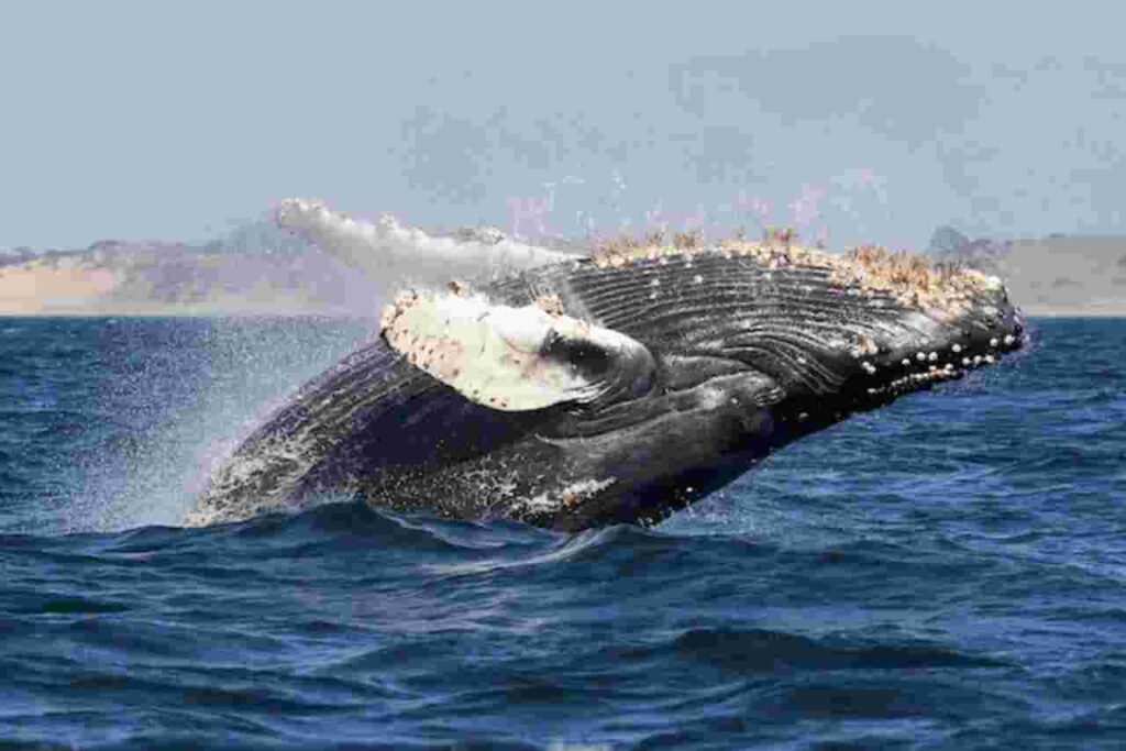 "Humpback whale breaching the surface of the ocean."
