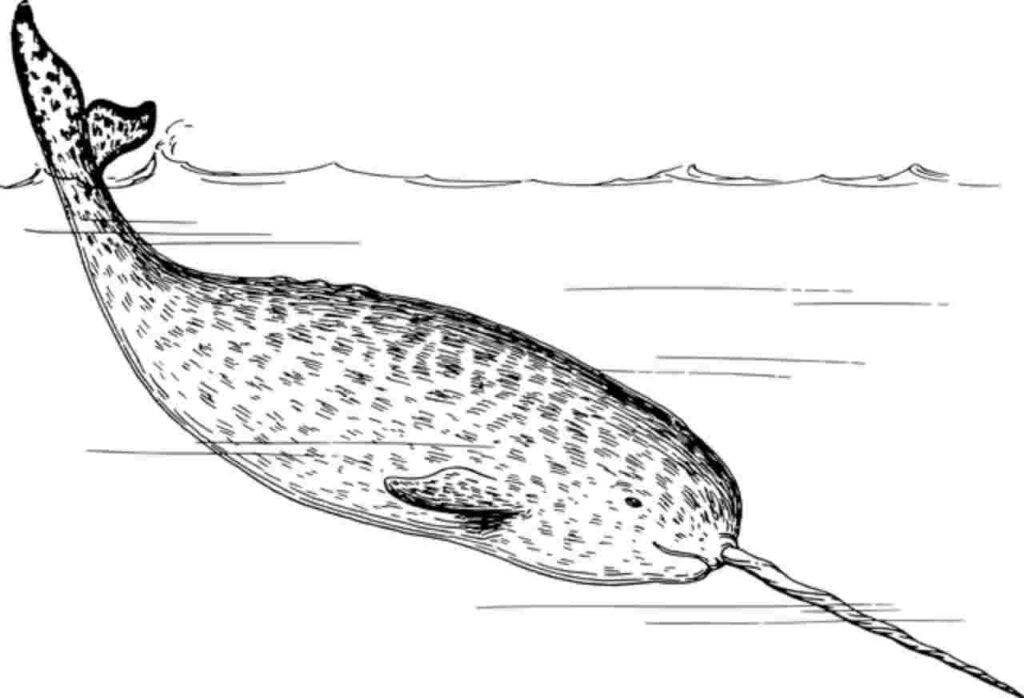 "Narwhal whale with its distinctive spiral tusk."
