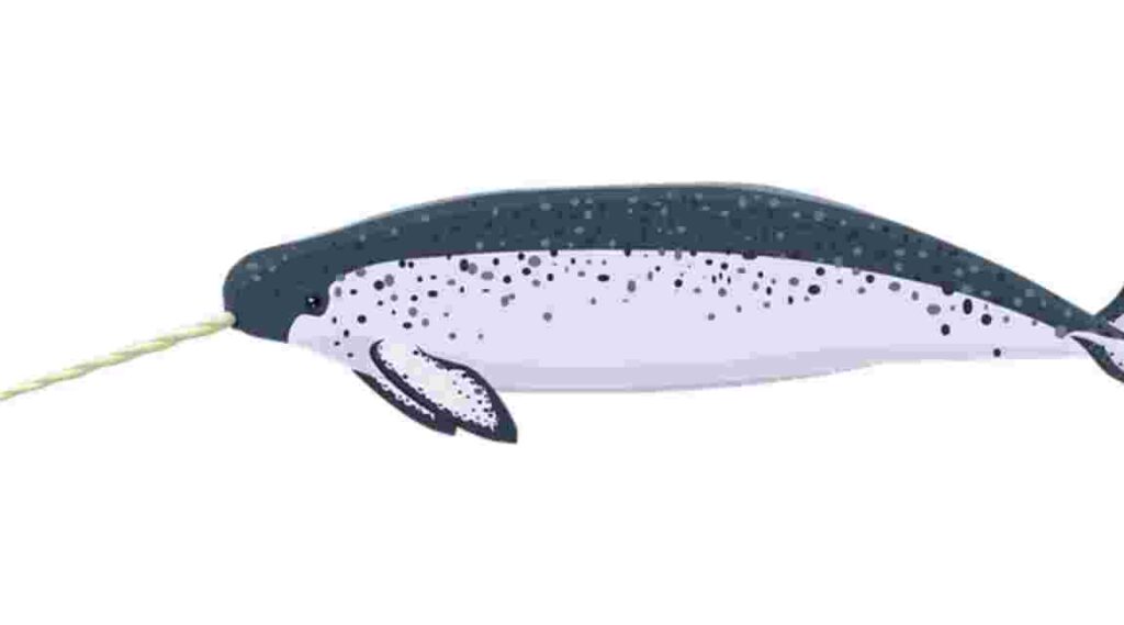 "Narwhal whale with its distinctive spiral tusk."