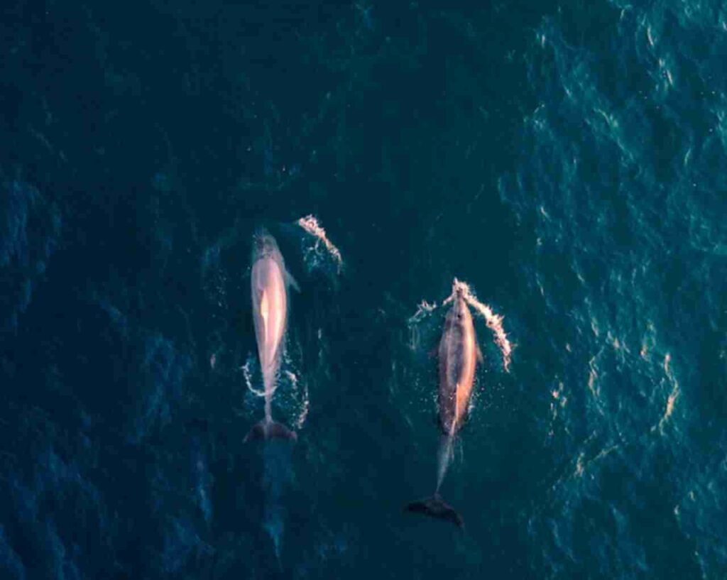 "Narwhal whale with its distinctive spiral tusk."