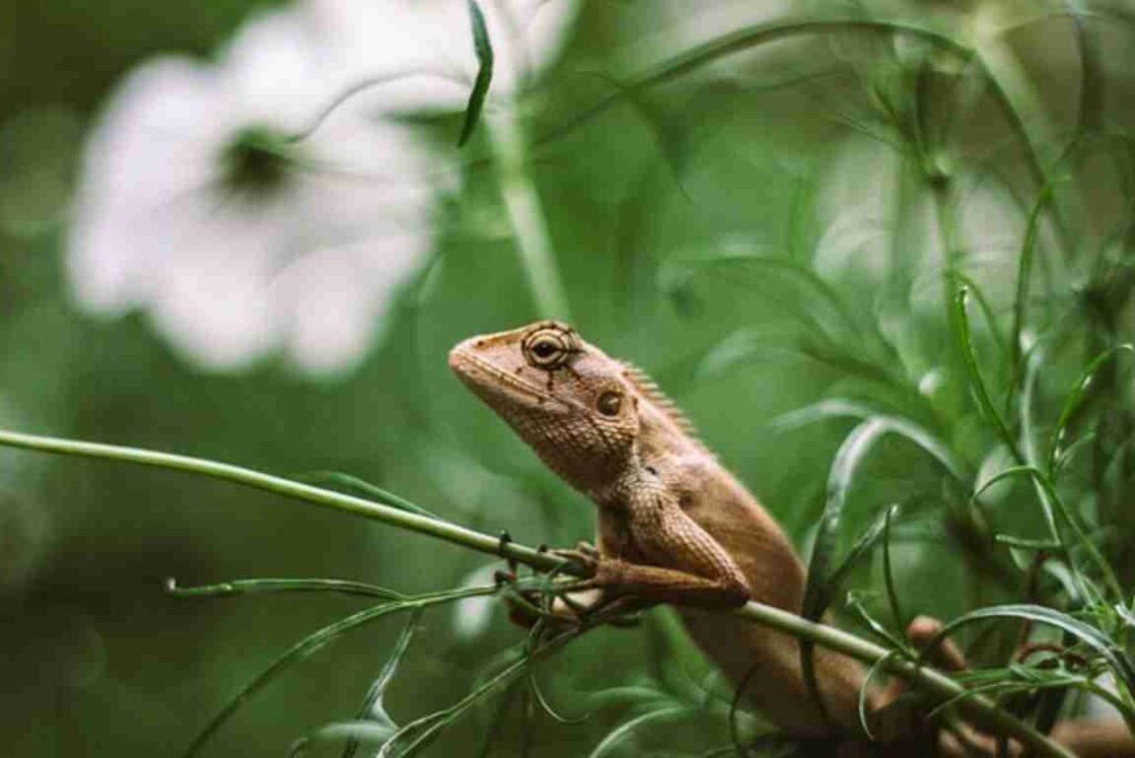 "Exploring the diverse world of lizards with 6 fascinating types and facts."