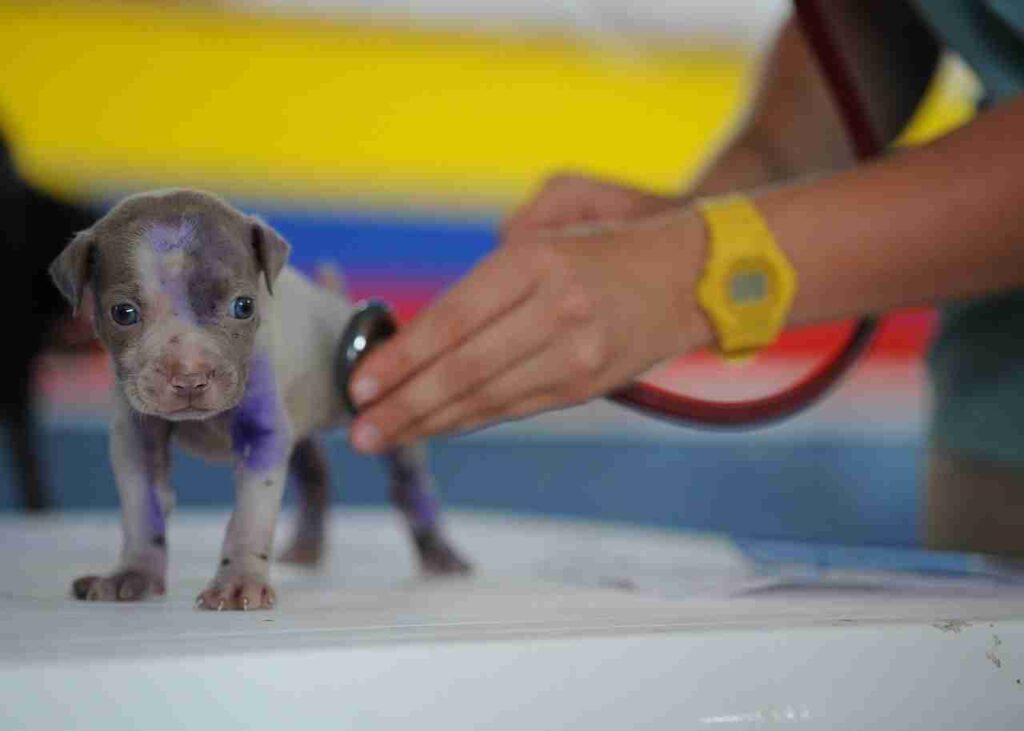 Happy dog receiving training, symbolizing pet care and training.