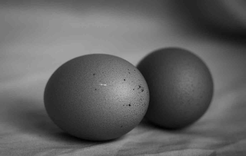 "Ayam Cemani eggs"