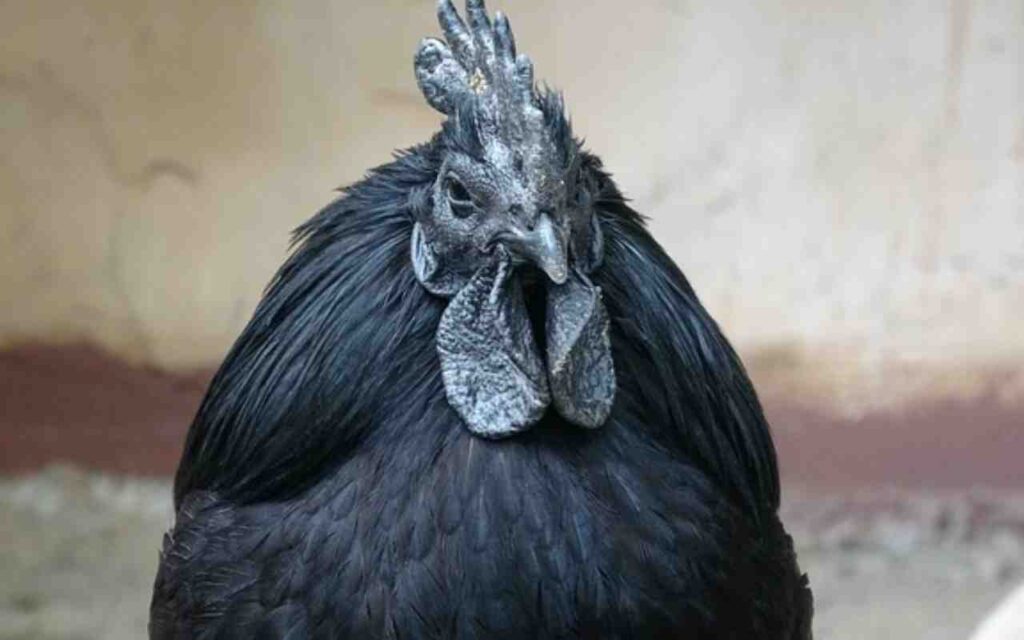"Ayam Cemani eggs"