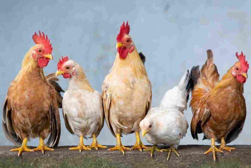 Variety of chicken breeds in a coop"