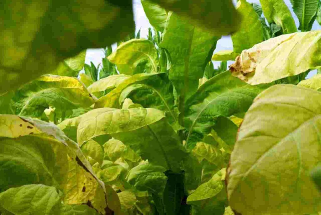 Big Tobacco's Legacy in Hyperpalatable Foods"