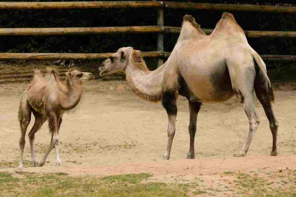 "Camels in a desert landscape."