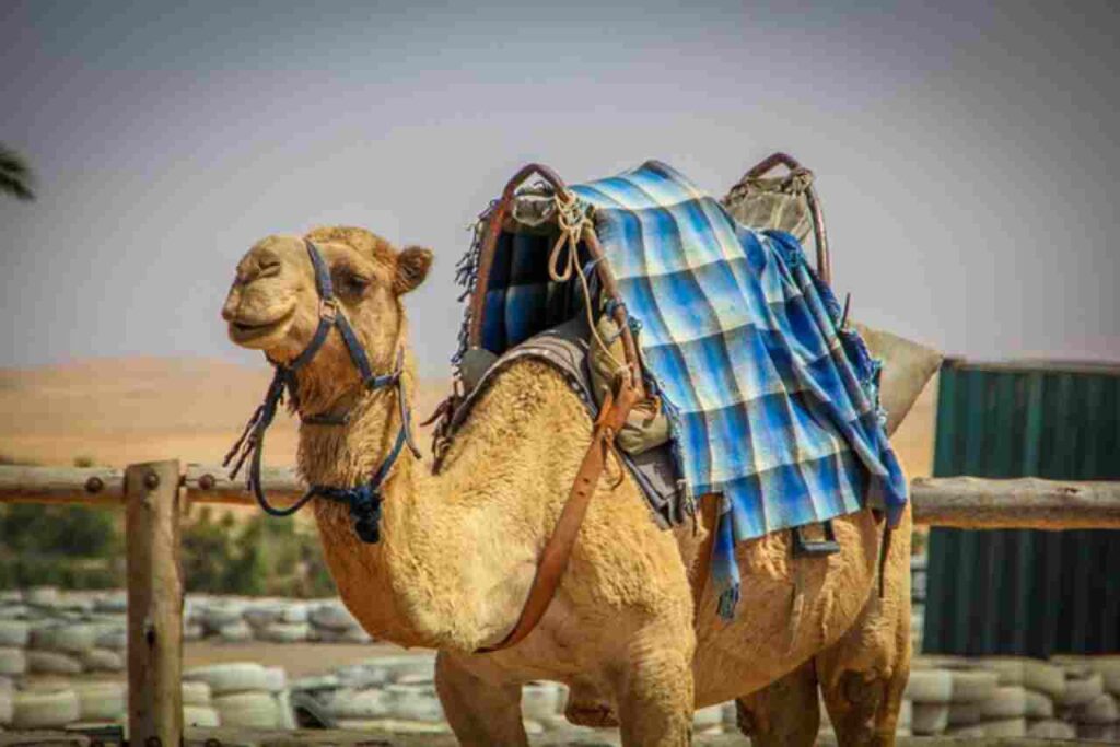 "Camels in a desert landscape."
