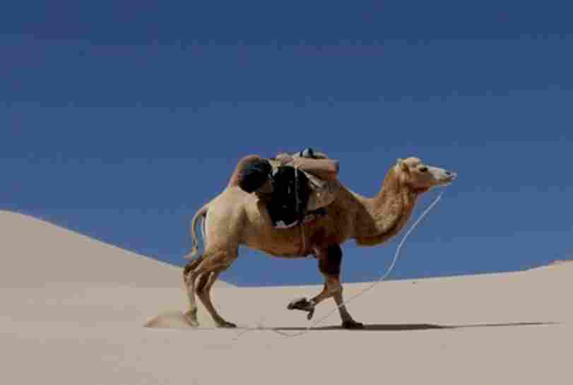 "Camels in a desert landscape."