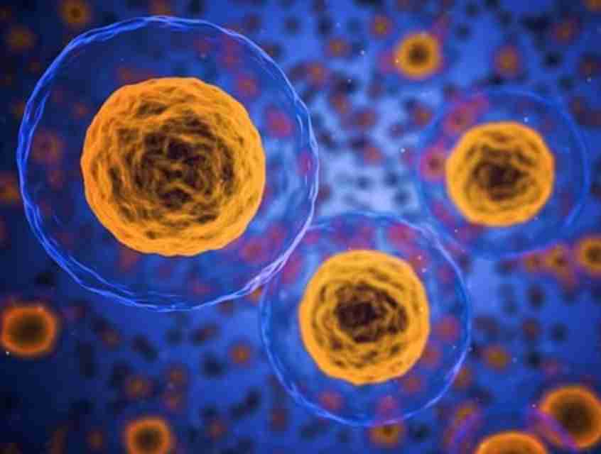 cell biologists: "New Organelle in Mammalian Cells: Rings of DNA - Cell Biologists' Discovery"