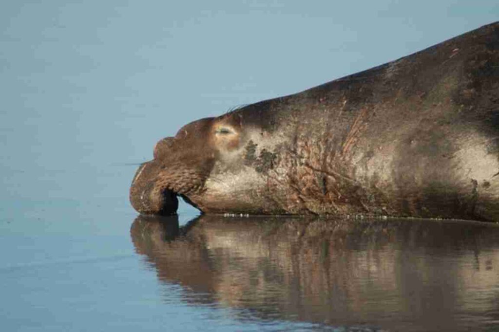 "Discover fascinating facts about elephant seals in this insightful article."