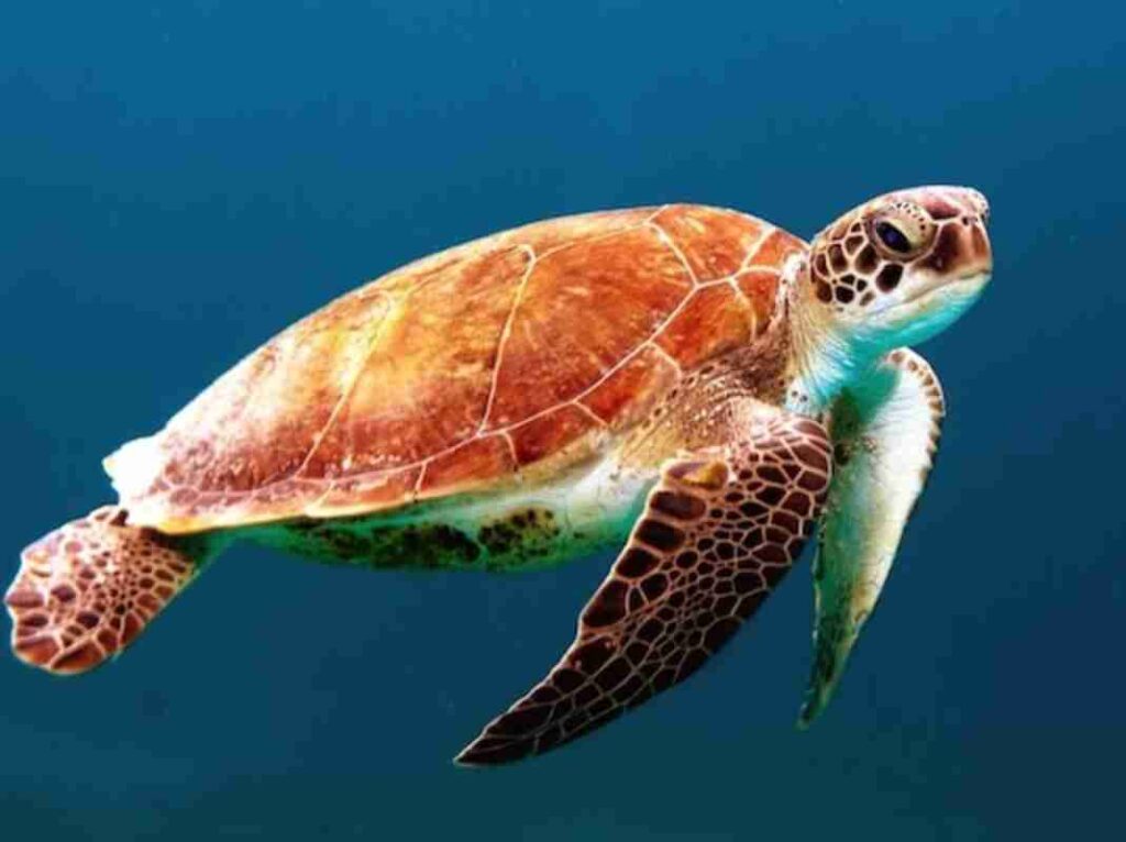 "Image of a tortoise, one of Earth's longest living animals."