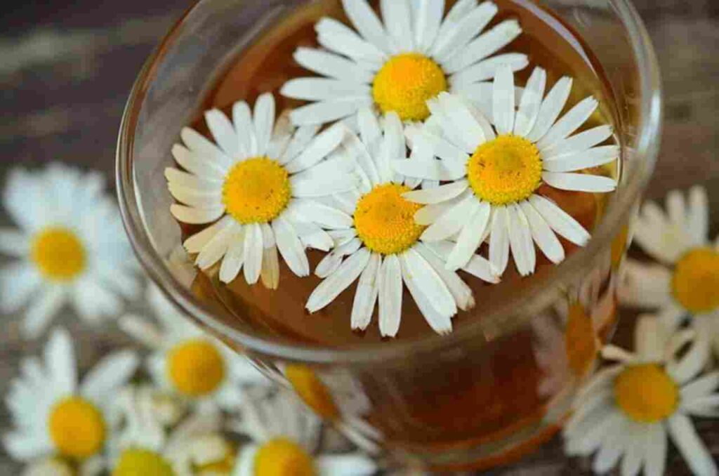 "Chamomile tea benefits - a cup of soothing goodness."