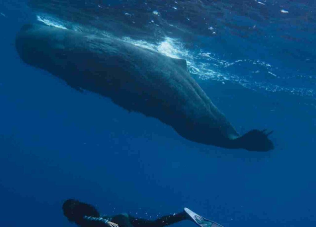 "Image of a magnificent sperm whale(Physeter macrocephalus) in the ocean."