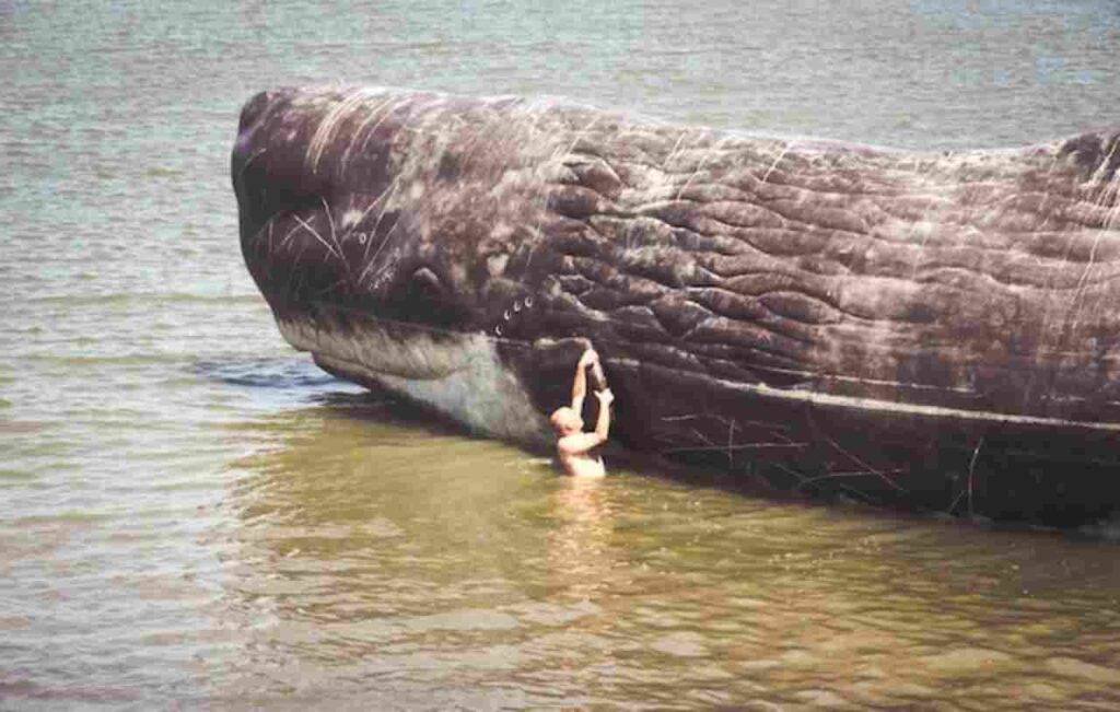 "Image of a magnificent sperm whale(Physeter macrocephalus) in the ocean."