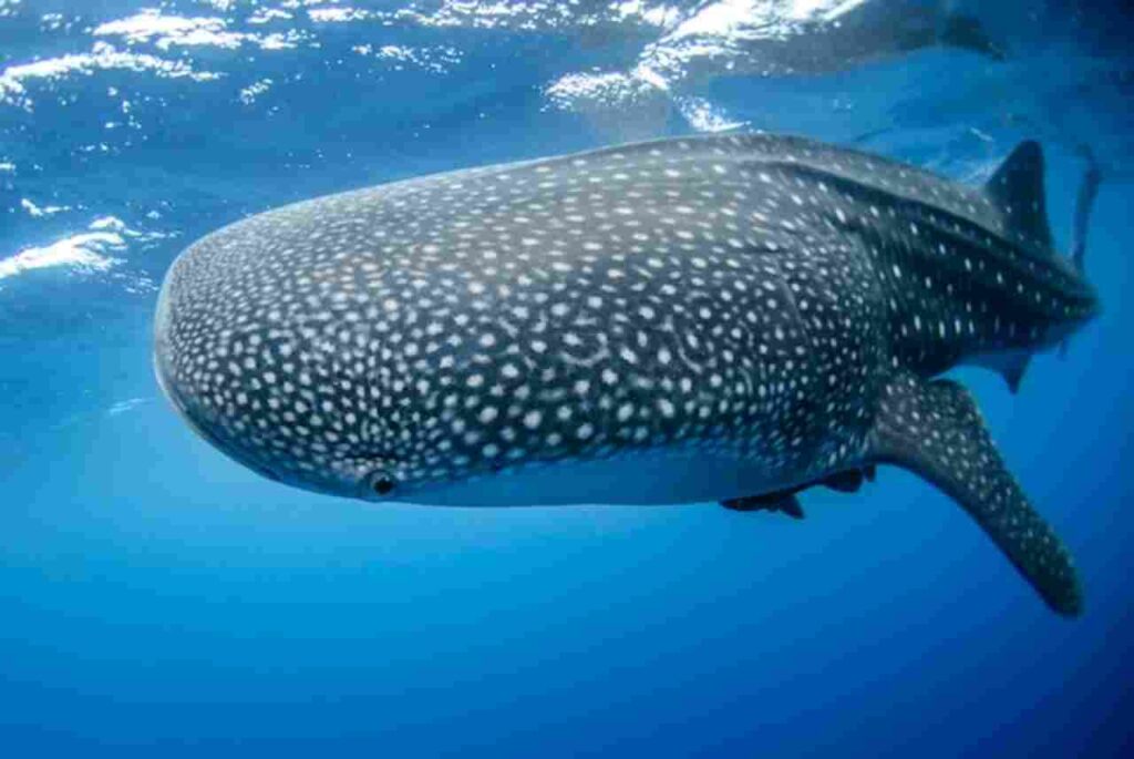 "Image of a magnificent sperm whale(Physeter macrocephalus) in the ocean."