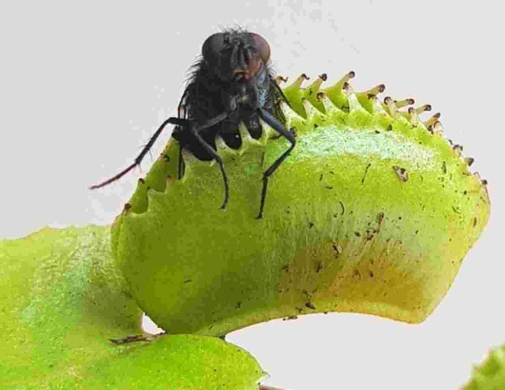 "Venus Fly trap Plant: Captivating facts."