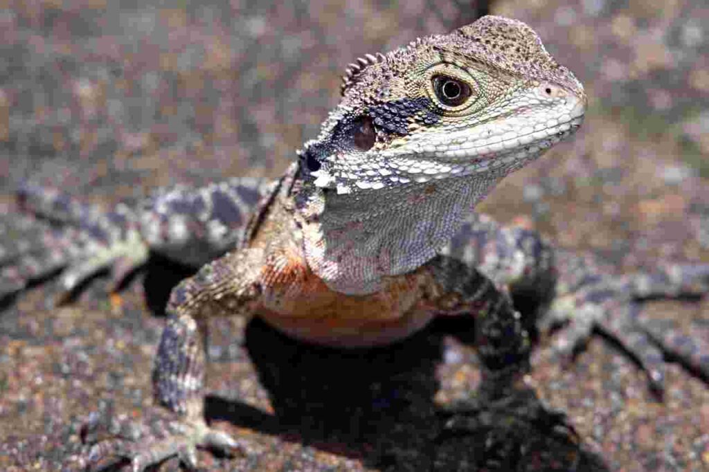 "Flying Draco Lizard"