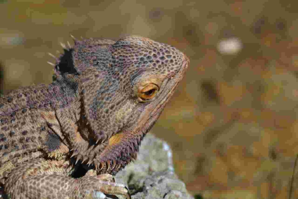 "Flying Draco Lizard"
