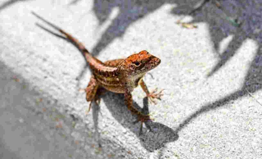 "Flying Draco Lizard"