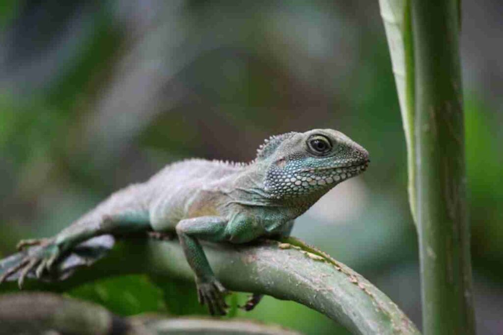 "Flying Draco Lizard"
