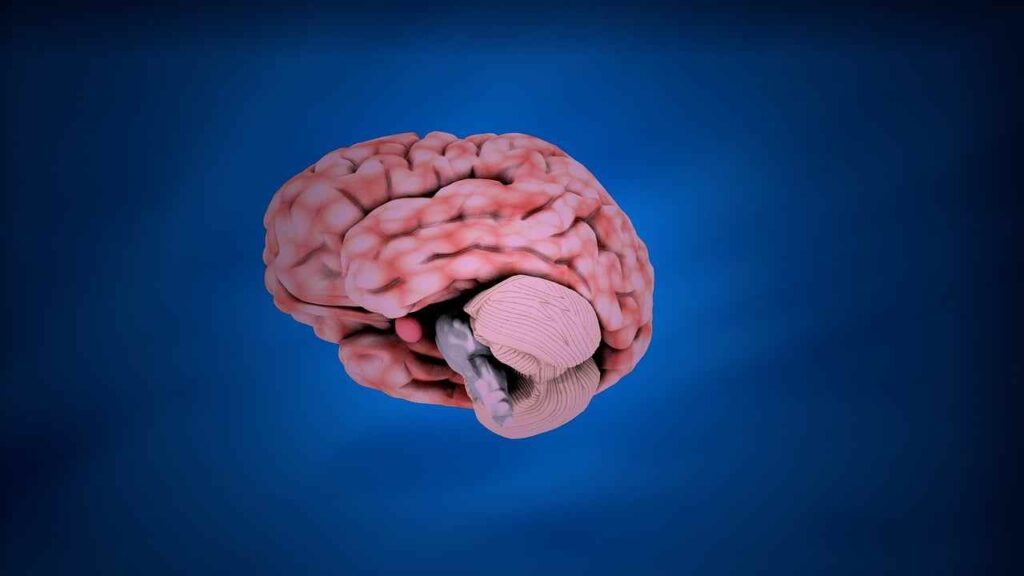 Illustration of neurons connecting, representing the complexity of the nervous system.
