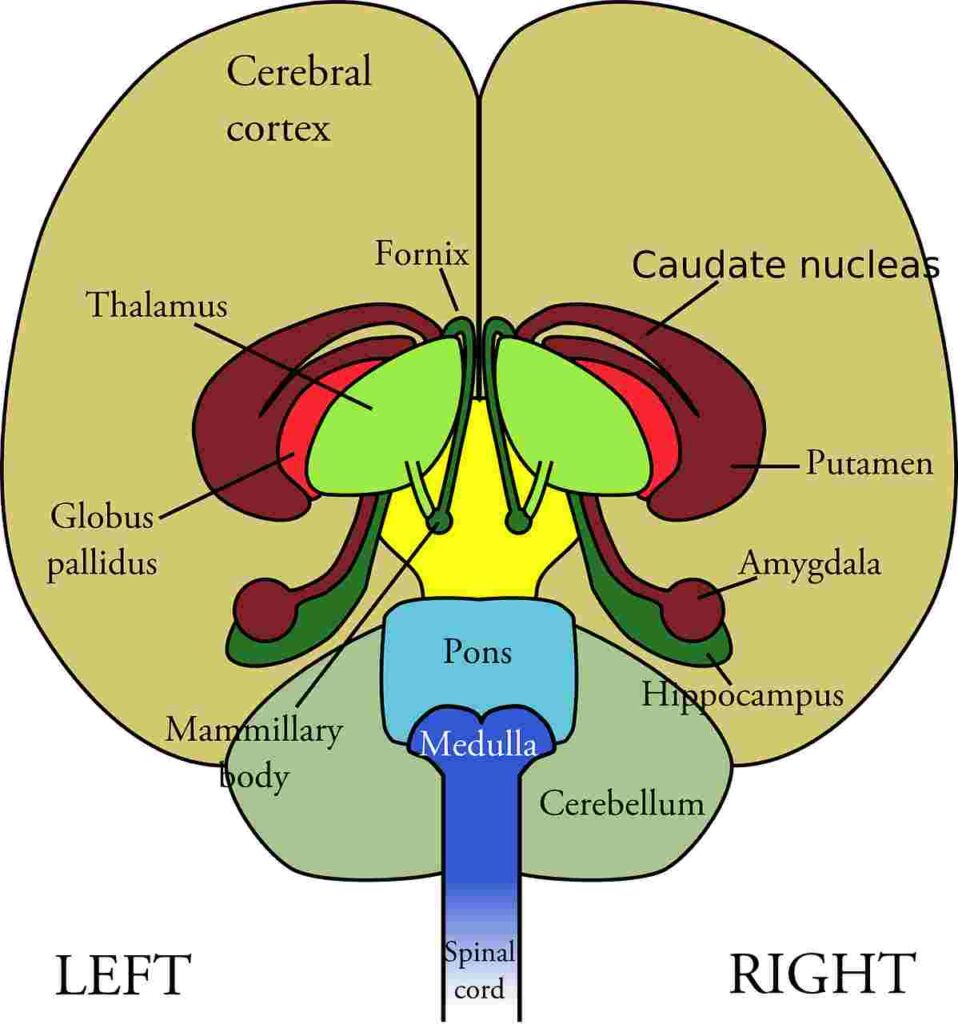 Illustration of neurons connecting, representing the complexity of the nervous system.