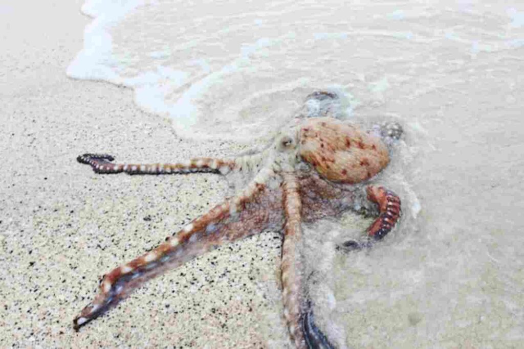 "Image of a curious octopus in its natural habitat."