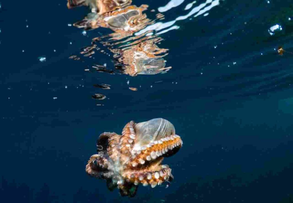 "Image of a curious octopus in its natural habitat."