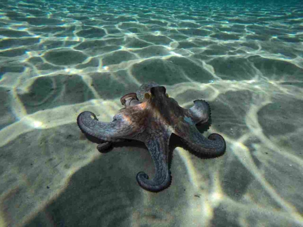 "Image of a curious octopus in its natural habitat."