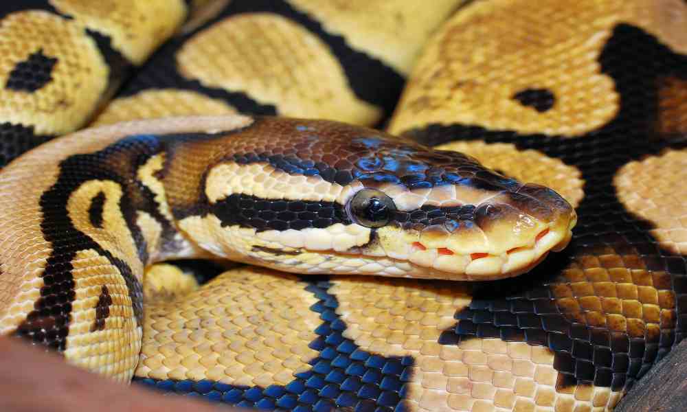 A majestic python snake coiled gracefully, showcasing its natural beauty and elegance.